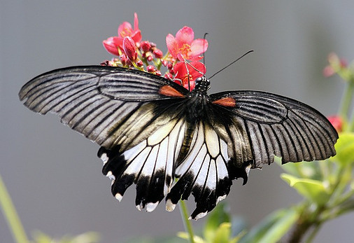 Black and Grey Butterfly