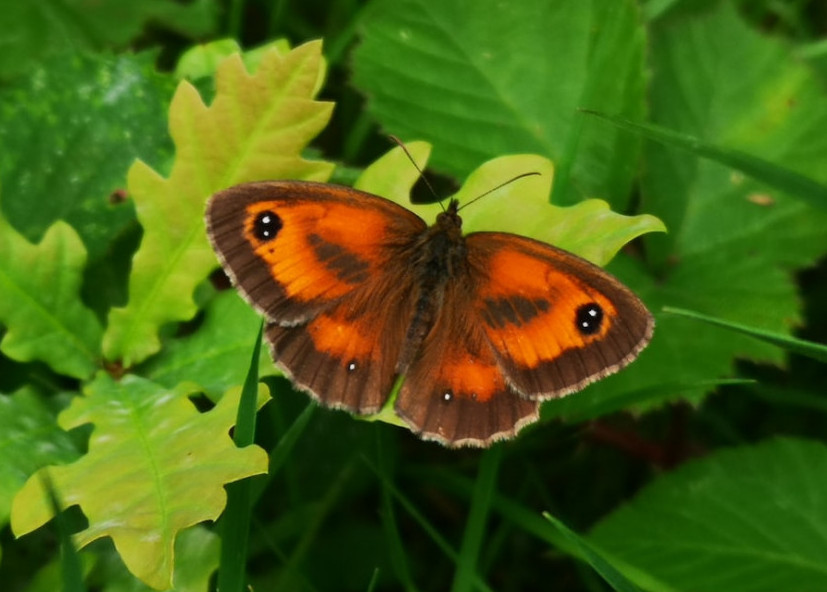 Small Brown and Orange Butterfly