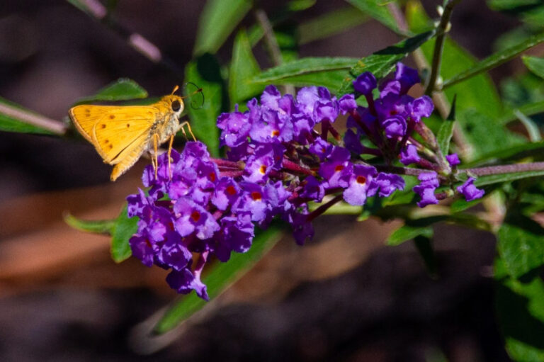 Varieties of Butterfly Bushes