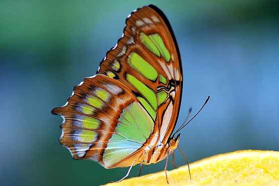 Orange and Green Butterfly