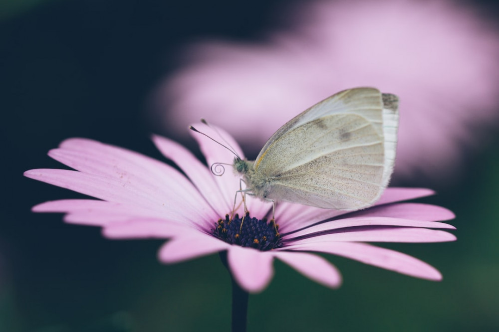 Pink and White Butterfly