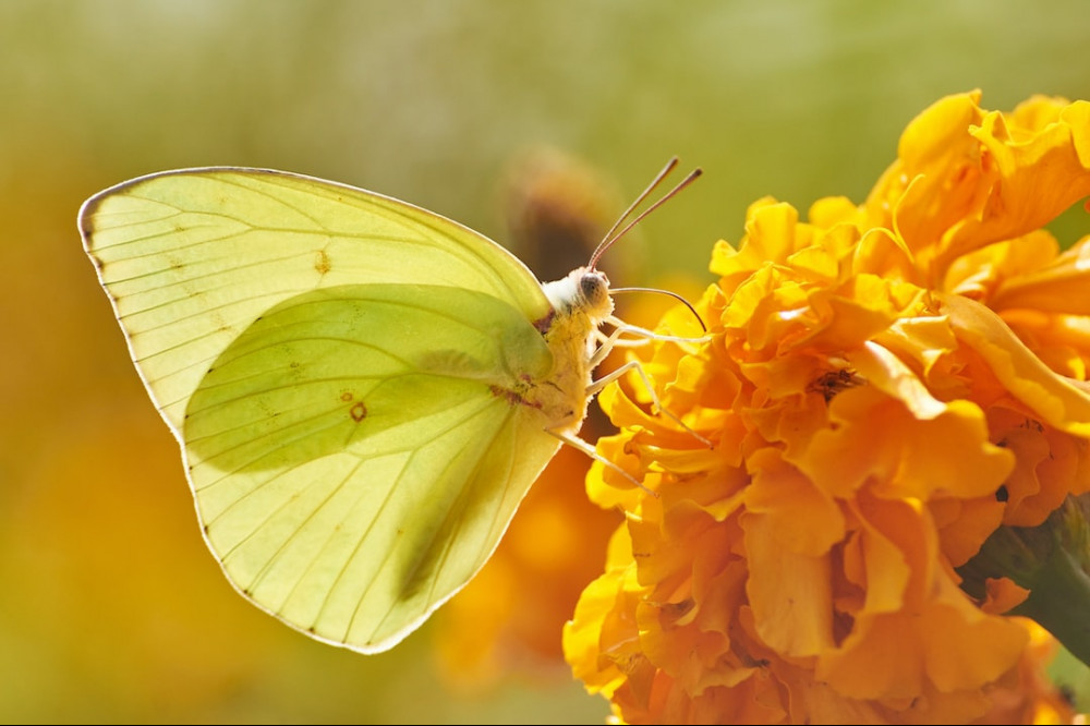 Real Yellow Butterfly