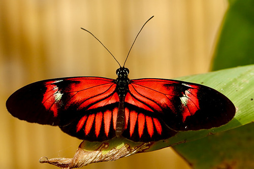 Yellow and Red Butterfly