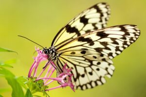 black and yellow butterfly