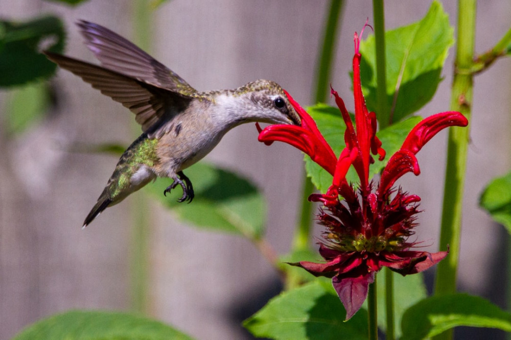 Plants that Attract Butterflies and Hummingbirds Now