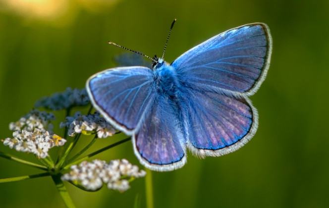 UK Butterfly Blue