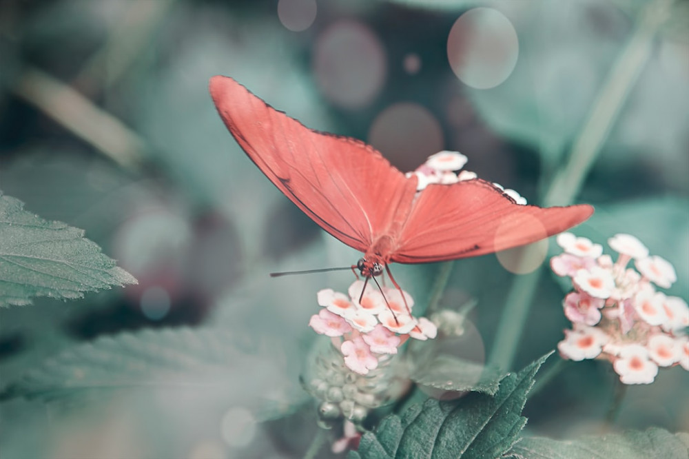 Exploring Pink Butterfly Species: Nature’s Colorful Wonders