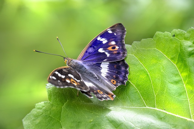 Discovering Butterflies of the UK Now: Rich Biodiversity