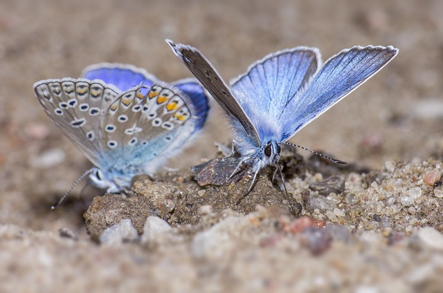silver studded blue