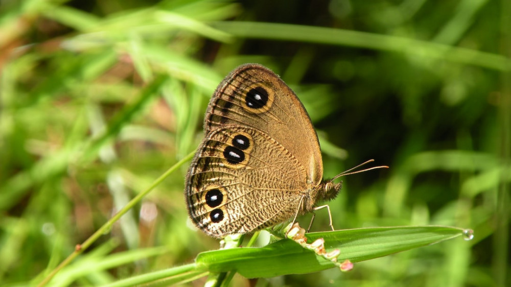 UK Brown Butterfly