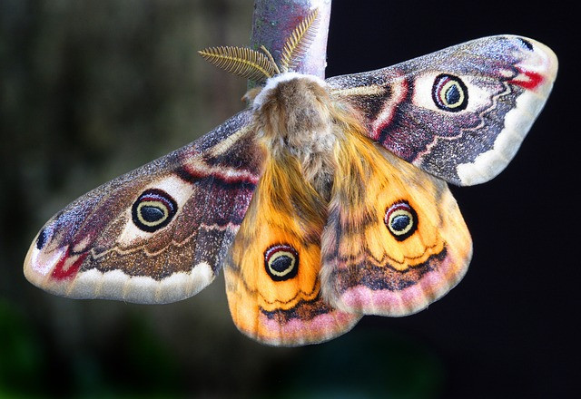 Moths in UK