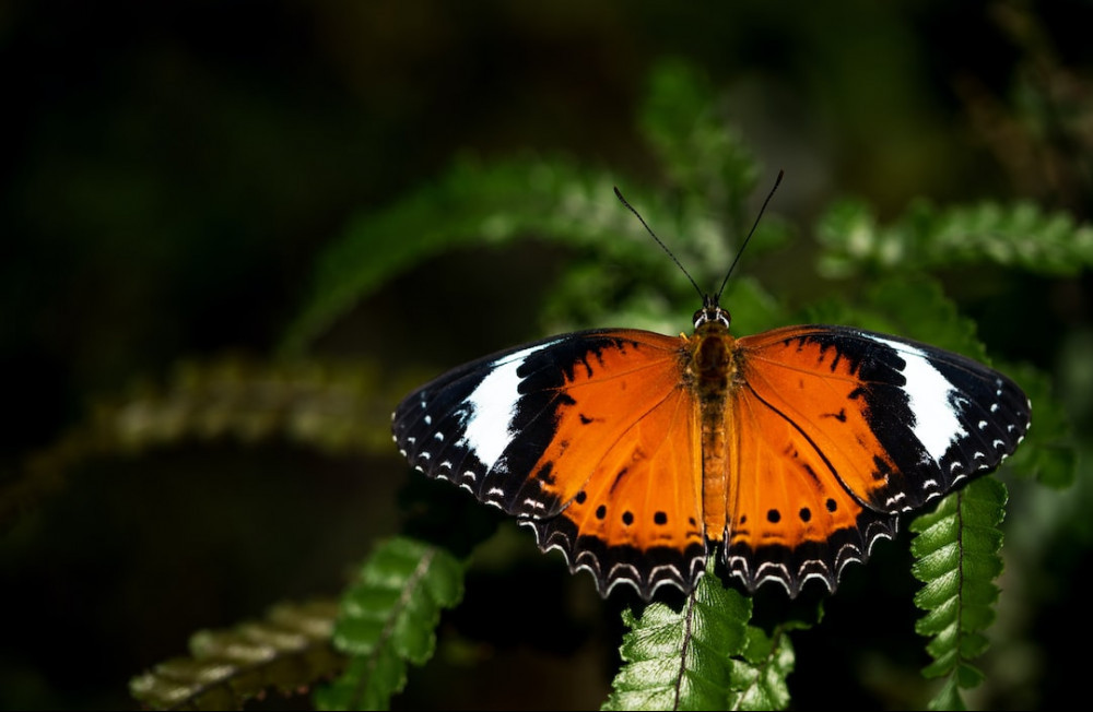 UK Orange Butterflies