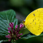 Discovering Yellow Butterflies in the UK: Natural Elegance