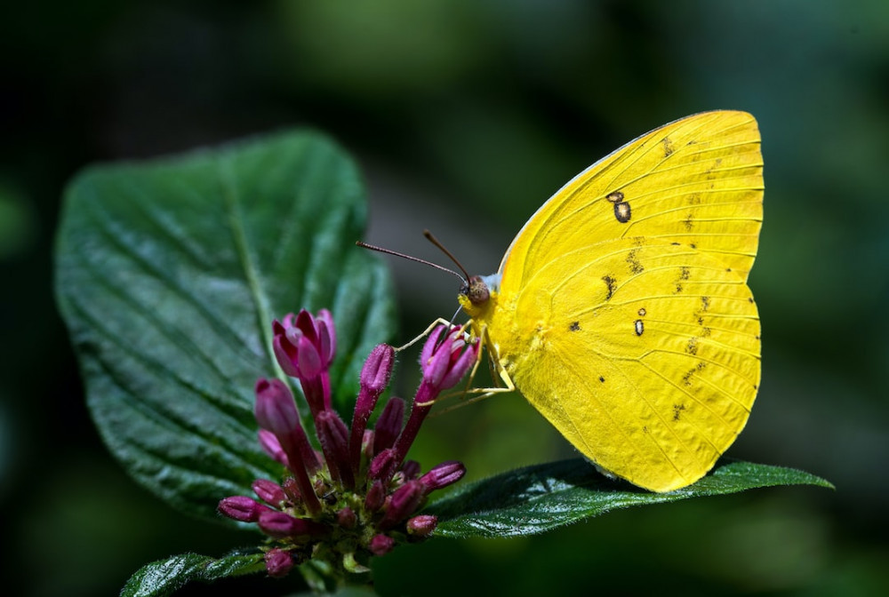 UK Yellow Butterfly