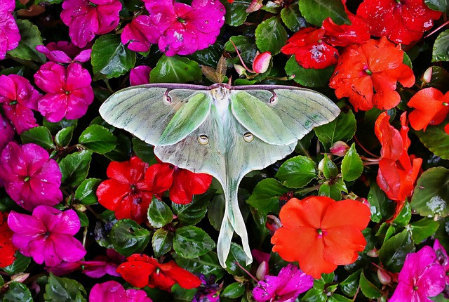 The 10 Best Plants for Attracting Moths