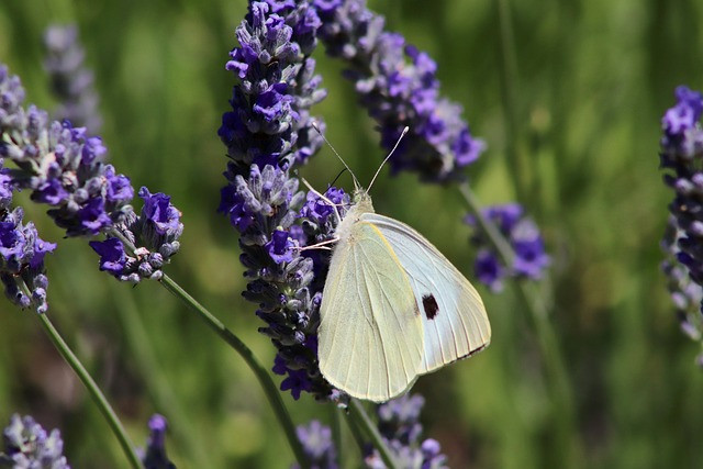 White UK Butterflies